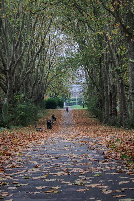 A tree-lined pathway during autumn in Belsize Park, with fallen leaves covering the pavement. The trees arch overhead, creating a tunnel effect with branches and leaves forming a canopy. On the pathway, there are a few black benches and a person walking in the distance. The scene is outdoors, with natural light filtering through the foliage, indicating a calm, peaceful environment. This setting is relevant for visual context related to local outdoor spaces near houses, ideal for residents preparing for home relocations or moving logistics in the Belsize Park NW3 area, as described on the Eton Avenue removals guide page by Man with Van Belsize Park.