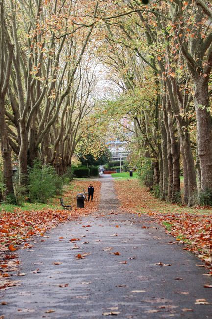 A tree-lined pathway during autumn in Belsize Park, with fallen leaves covering the pavement. The trees arch overhead, creating a tunnel effect with branches and leaves forming a canopy. On the pathway, there are a few black benches and a person walking in the distance. The scene is outdoors, with natural light filtering through the foliage, indicating a calm, peaceful environment. This setting is relevant for visual context related to local outdoor spaces near houses, ideal for residents preparing for home relocations or moving logistics in the Belsize Park NW3 area, as described on the Eton Avenue removals guide page by Man with Van Belsize Park.